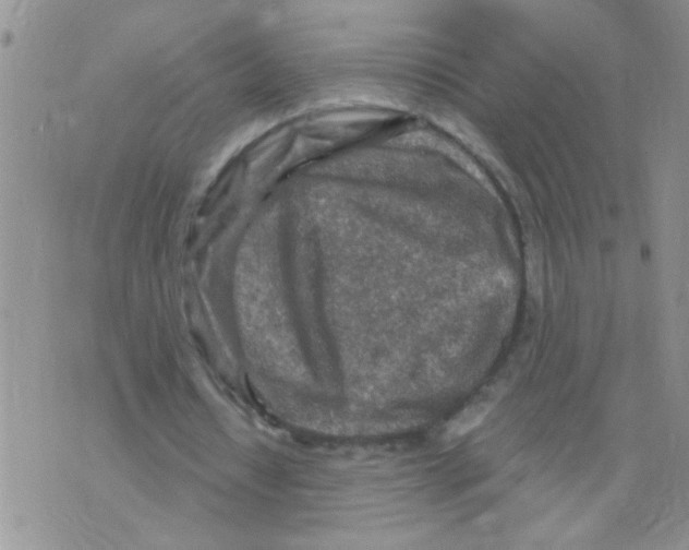 X0000073750434200608311939