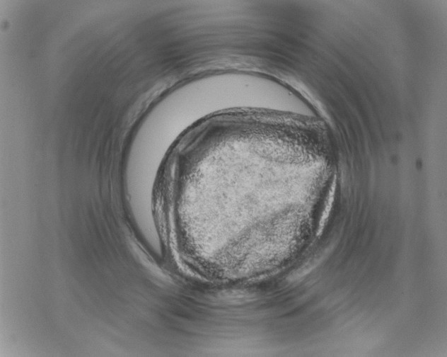 X0000073750445200608311939