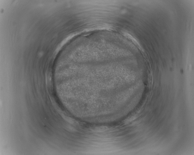 X0000073750483200608311939