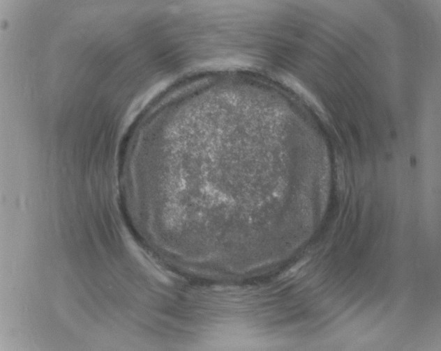 X0000073750486200608311939