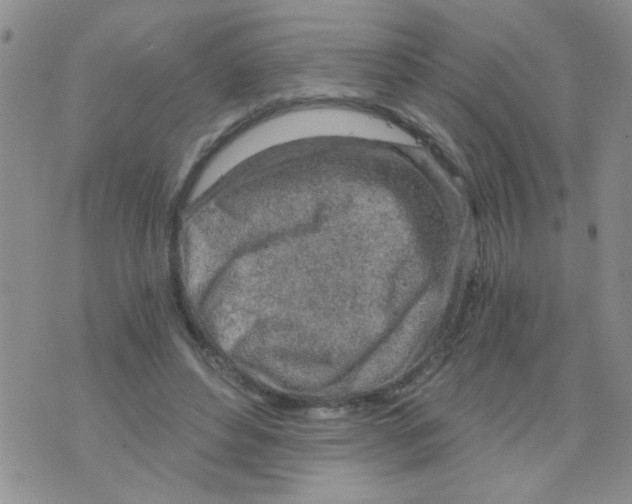 X0000073750496200608311939