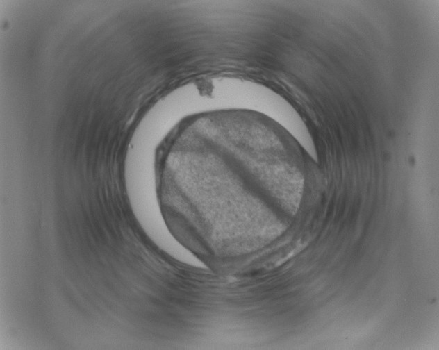 X0000073750524200608311938