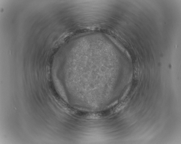 X0000073750656200608311936