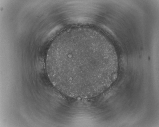 X0000073750918200608311931