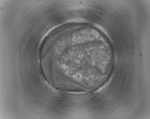 X0000073750923200608311931