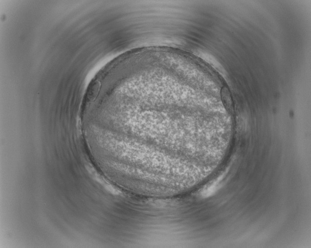 X0000073750928200608311931