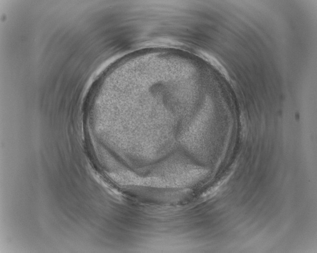 X0000073750931200608311931