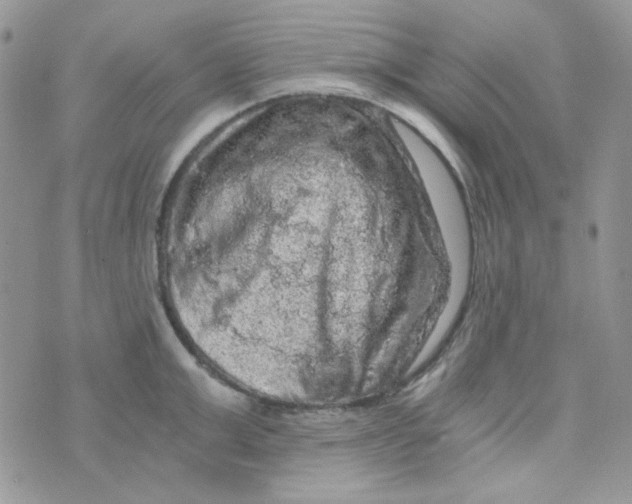 X0000073750999200608311930