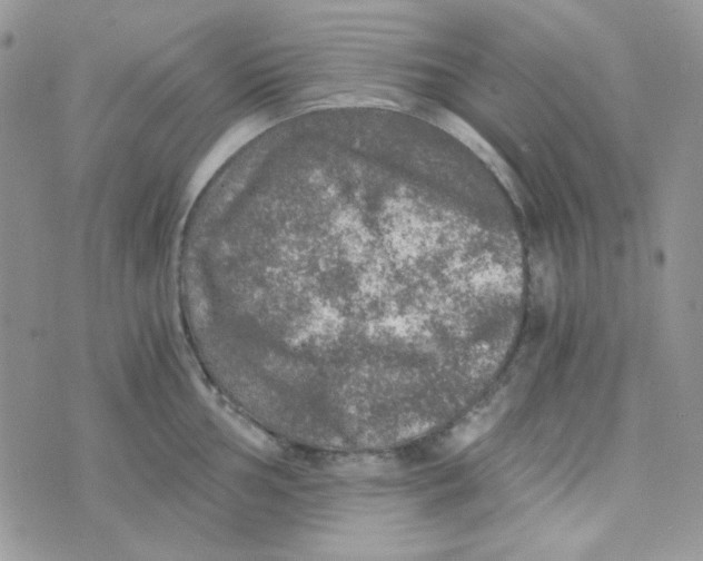 X0000073751002200608311930