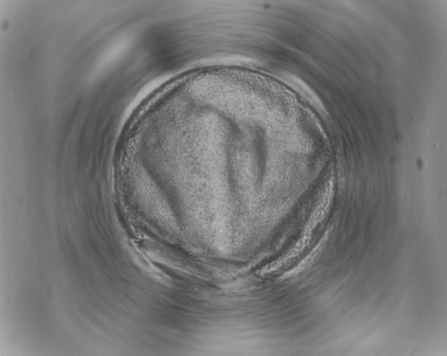 X0000073751044200608311930