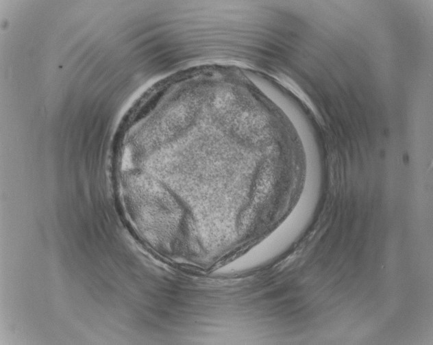 X0000073751068200608311929