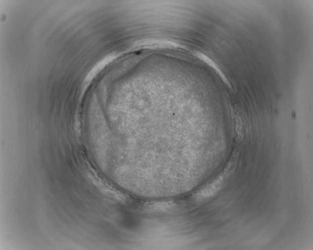 X0000073751074200608311929