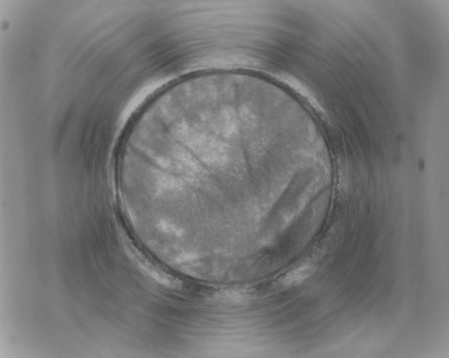 X0000073751078200608311929