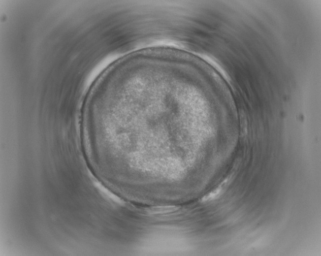 X0000073751151200608311929