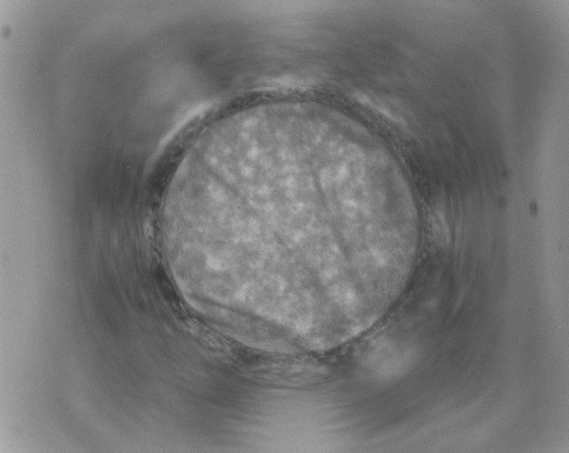 X0000073751254200608311926