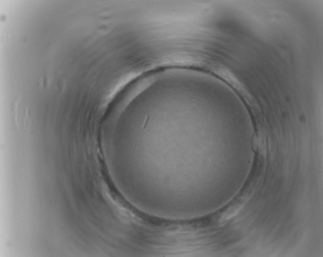 X0000073760434200608102049