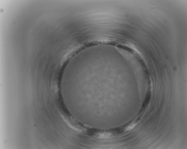 X0000073760500200608102049