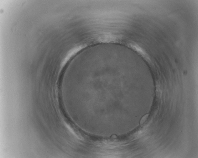 X0000073760626200608102046