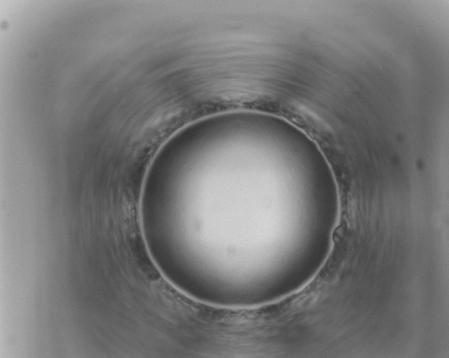 X0000073760917200608102042