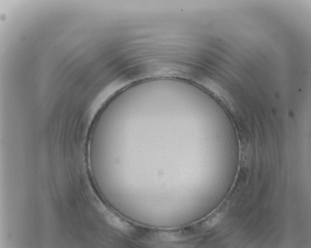 X0000073761086200608102039