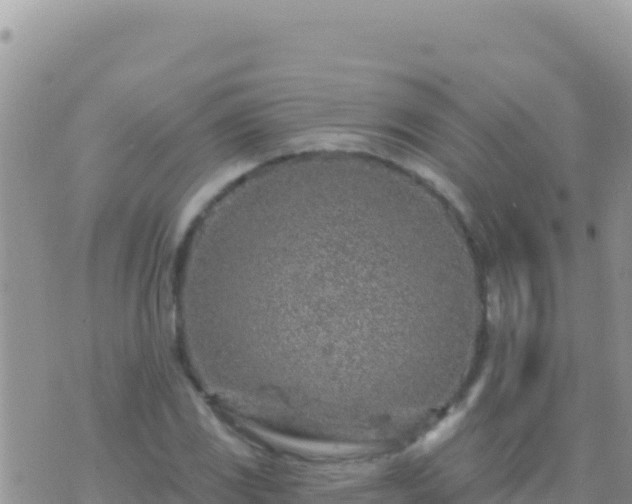 X0000073761117200608102038