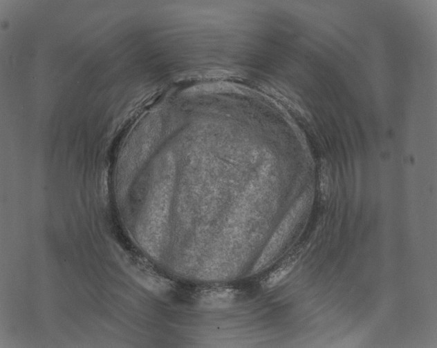 X0000073760206200608171405