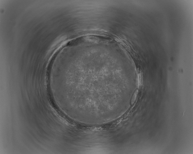 X0000073760243200608171403