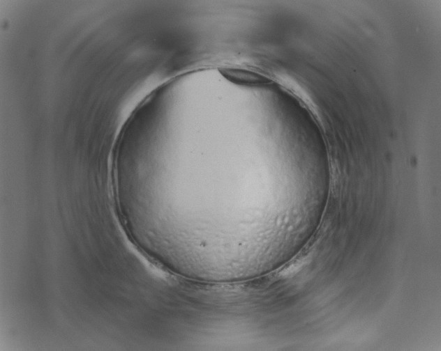 X0000073761103200608171350