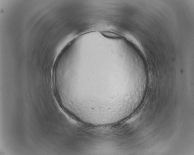 X0000073761103200608241406