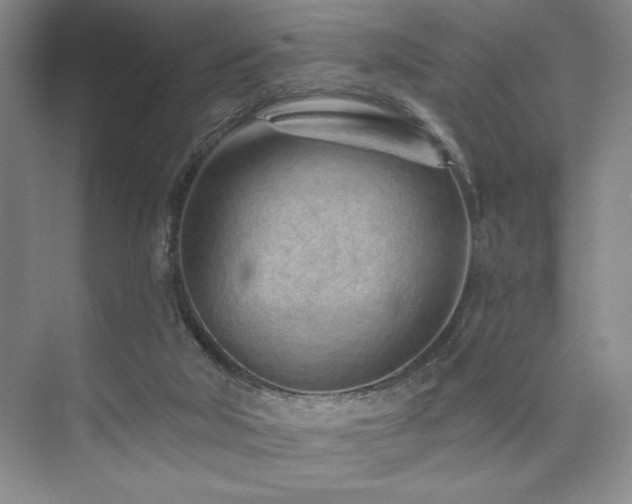 X0000073830018200608101215