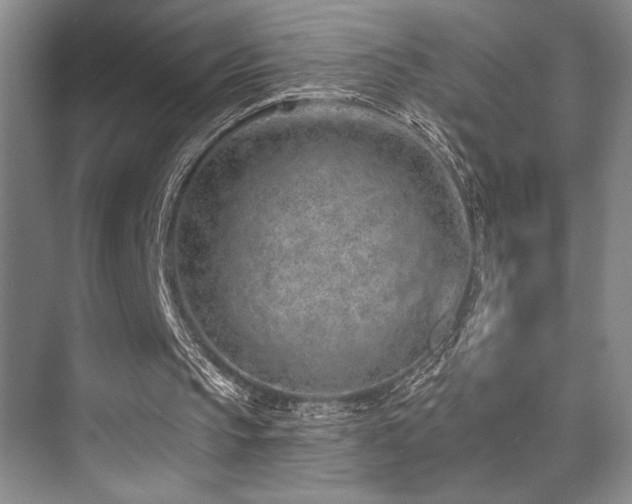 X0000073830145200608101212