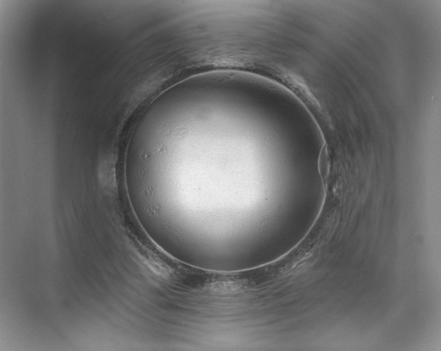 X0000073830299200608101210