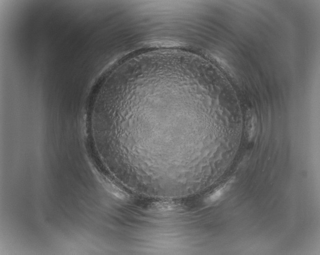 X0000073830351200608101209