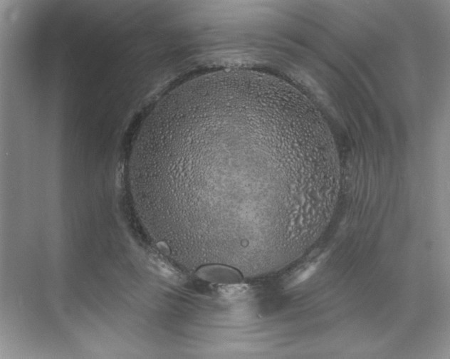 X0000073830355200608101209