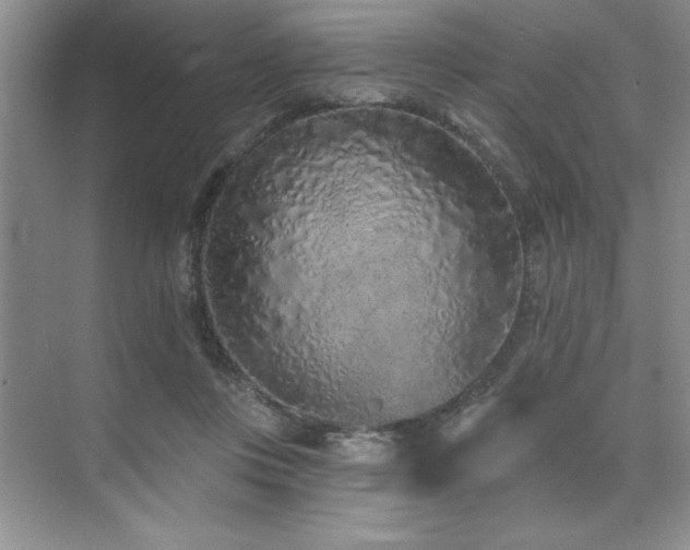 X0000073830359200608101209