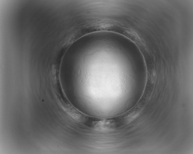 X0000073830366200608101209