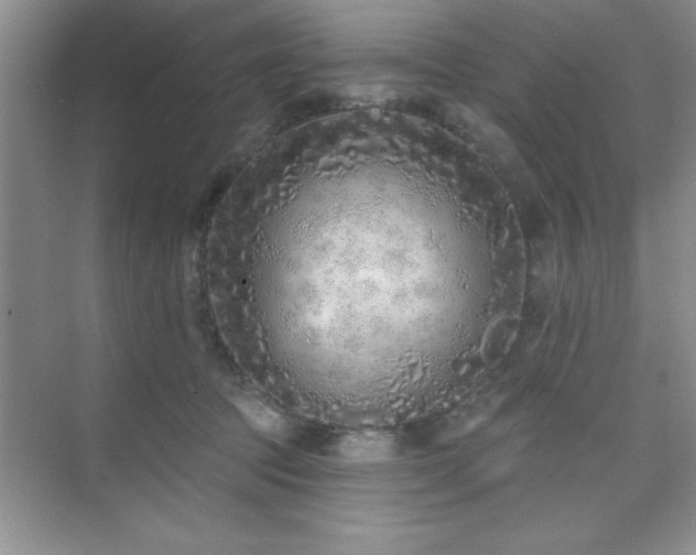 X0000073830369200608101209