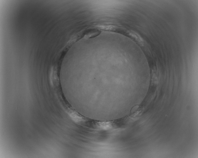 X0000073830377200608101210