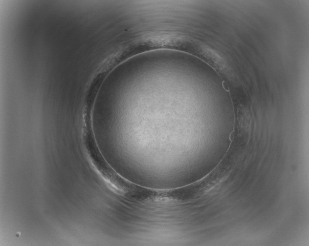 X0000073830590200608101205