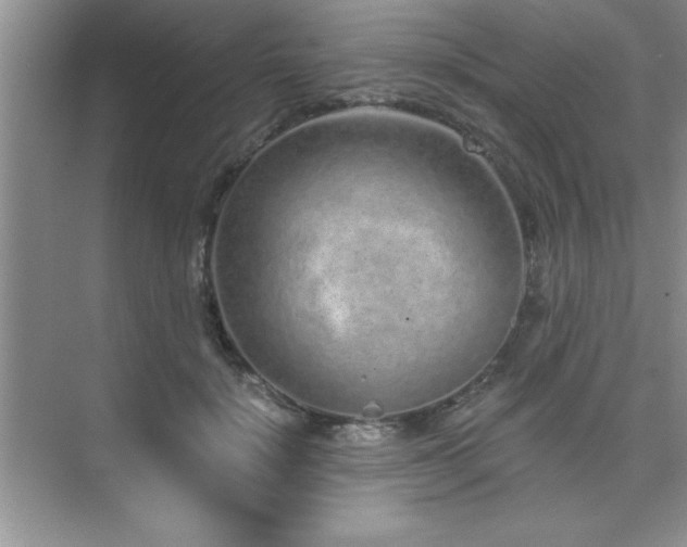 X0000073830652200608101204