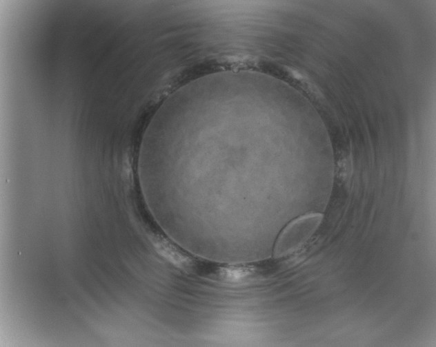 X0000073830662200608101205