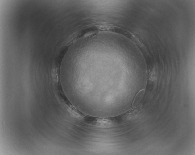 X0000073830666200608101205