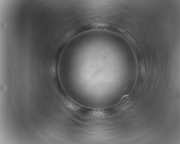 X0000073830668200608101205