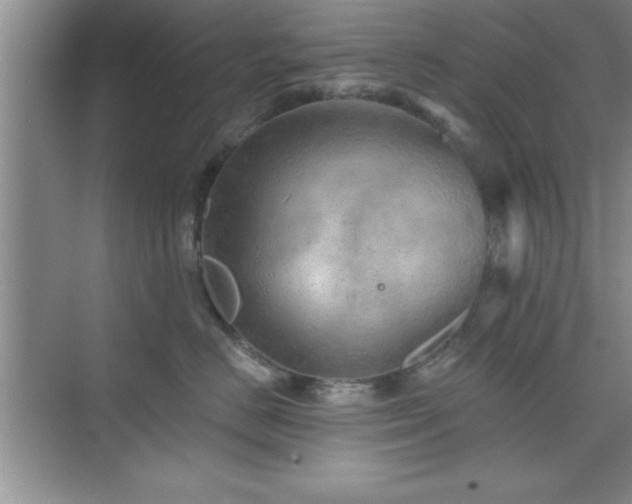 X0000073830670200608101205