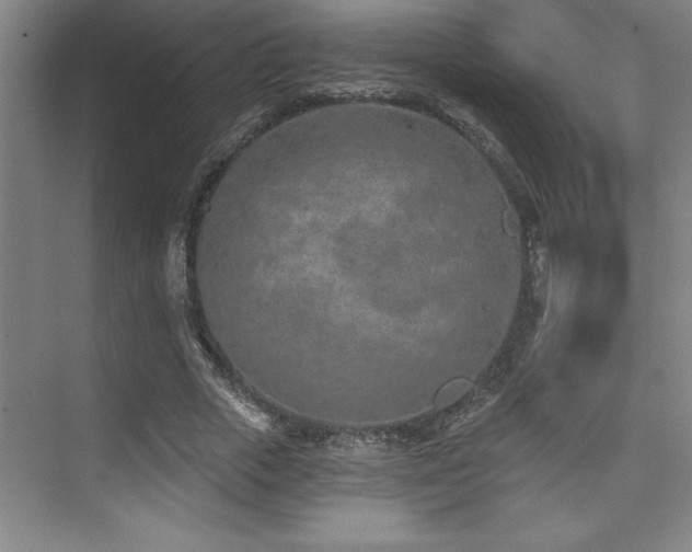 X0000073830729200608101203