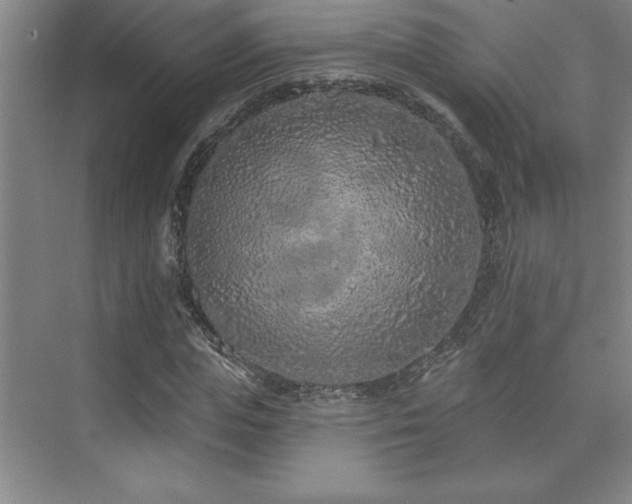 X0000073830823200608101201