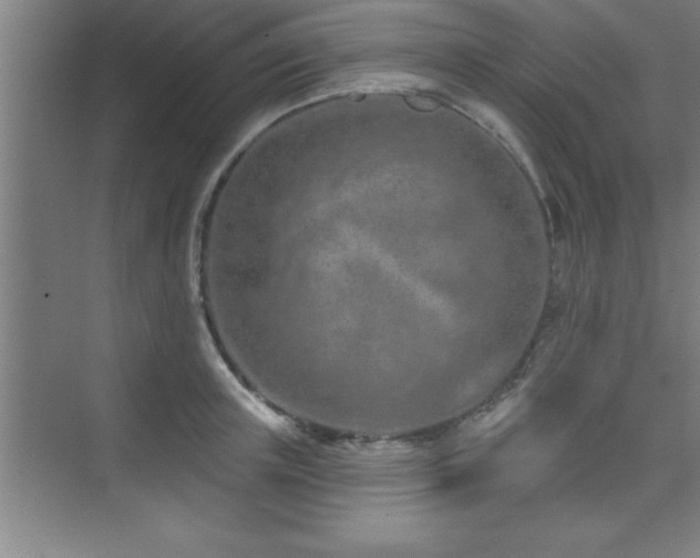 X0000073830851200608101201