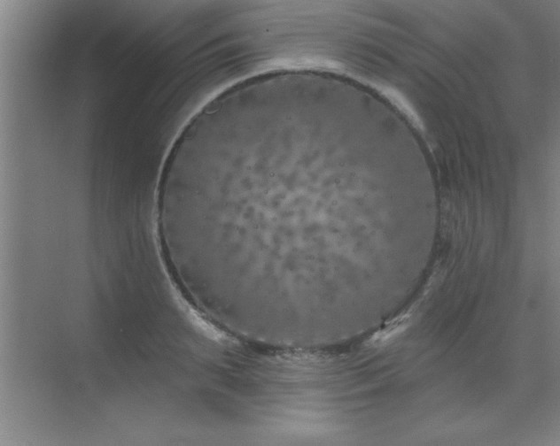 X0000073830895200608101200