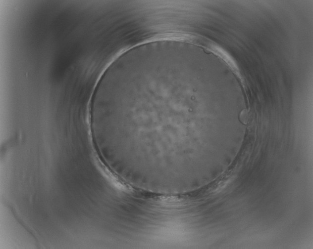 X0000073830907200608101200