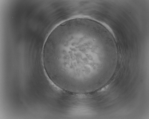 X0000073830911200608101200